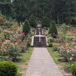 This Oregon Rose Garden Has Been Blooming Since 1917 With Over 2,000 Roses in One Place