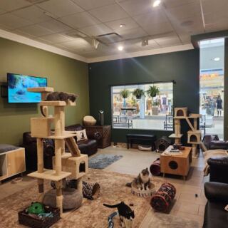 10 New York Cat Cafes Where A Rescue Cat Naps Beside Your Latte Hoping You’ll Take It Home