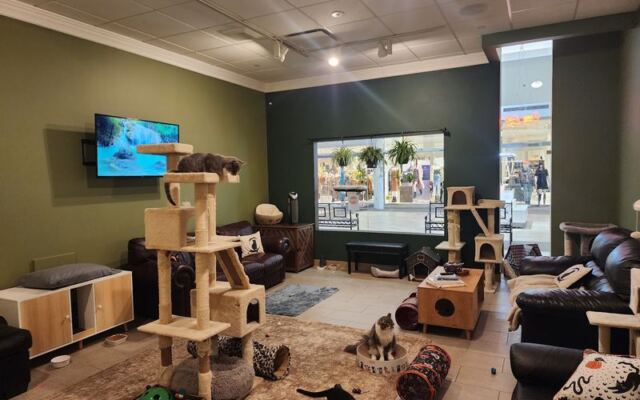10 New York Cat Cafes Where A Rescue Cat Naps Beside Your Latte Hoping You’ll Take It Home