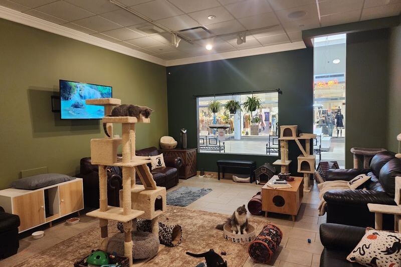 10 New York Cat Cafes Where A Rescue Cat Naps Beside Your Latte Hoping You’ll Take It Home