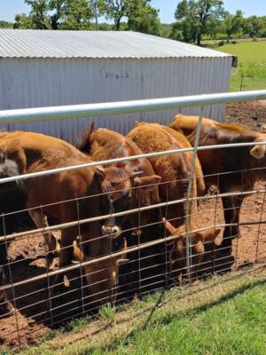 Regulars Swear Store Milk Tastes Sad After One Jug From This Family Dairy Outside OKC