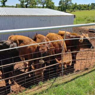 Regulars Swear Store Milk Tastes Sad After One Jug From This Family Dairy Outside OKC
