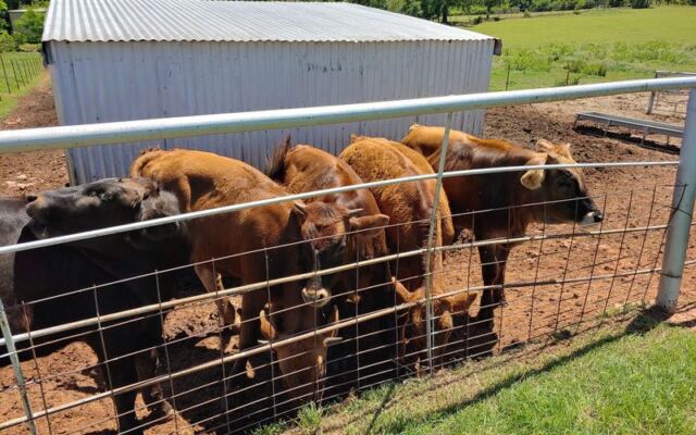 Regulars Swear Store Milk Tastes Sad After One Jug From This Family Dairy Outside OKC