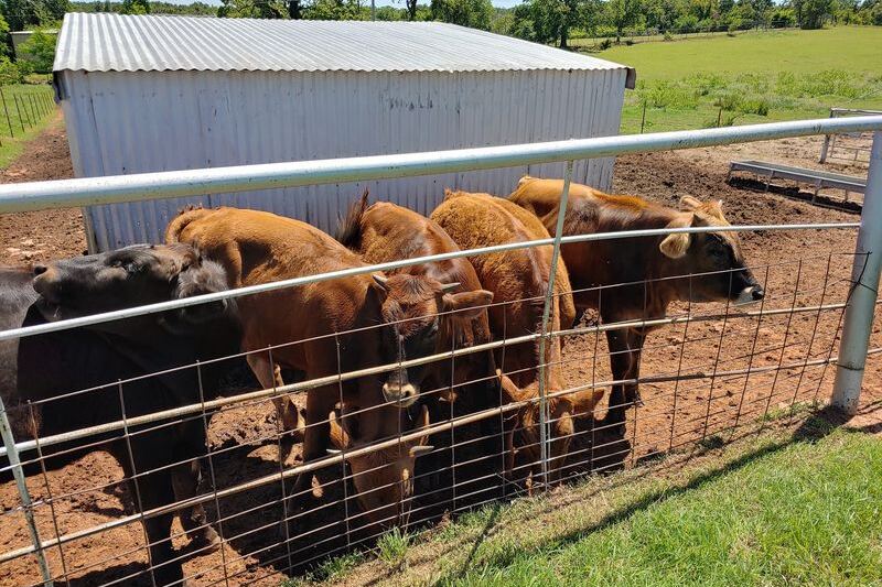 Regulars Swear Store Milk Tastes Sad After One Jug From This Family Dairy Outside OKC