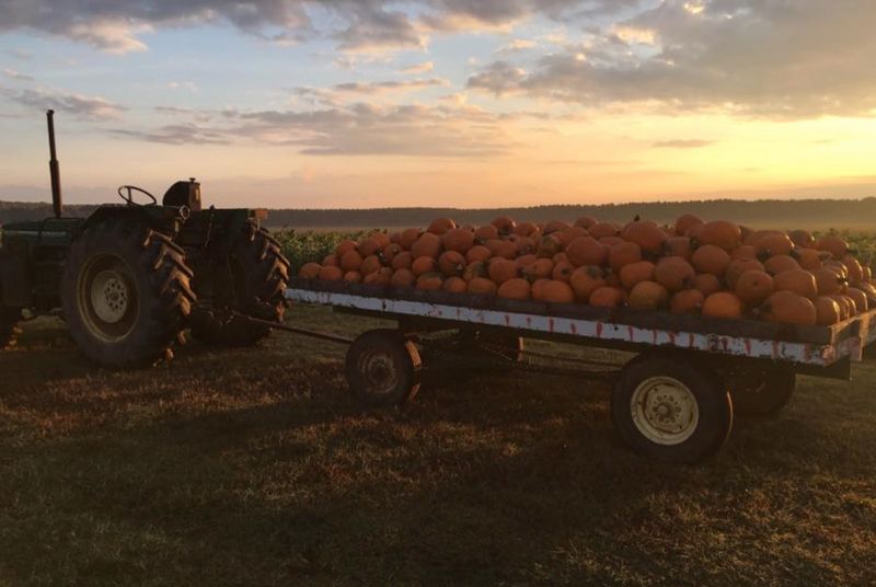 9 Arkansas Fall Outings For Families Who Love Hayrides And Hunting For Pumpkins
