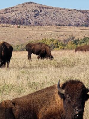 Bison and Longhorns Make Fall Drives Feel Wild at Wichita Mountains Wildlife Refuge Near Indiahoma, Oklahoma
