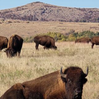 Bison and Longhorns Make Fall Drives Feel Wild at Wichita Mountains Wildlife Refuge Near Indiahoma, Oklahoma