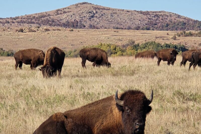 Bison and Longhorns Make Fall Drives Feel Wild at Wichita Mountains Wildlife Refuge Near Indiahoma, Oklahoma