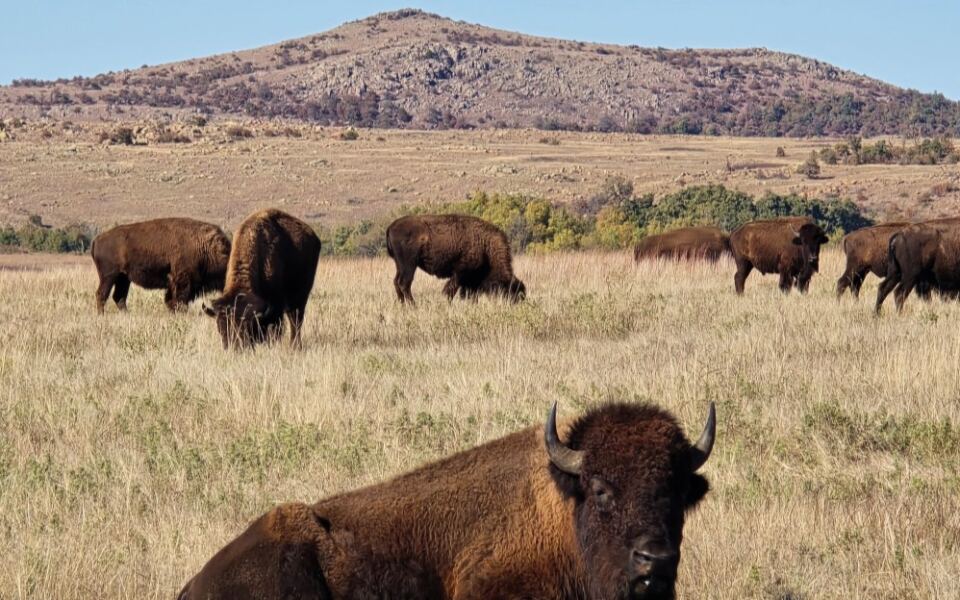Bison and Longhorns Make Fall Drives Feel Wild at Wichita Mountains Wildlife Refuge Near Indiahoma, Oklahoma