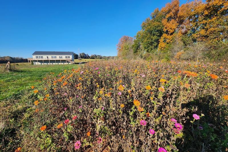 Just 40 Minutes From Raleigh, This North Carolina Farm Hands You Persimmons Straight Off The Tree