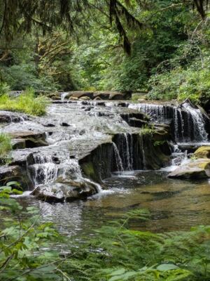 This Oregon Forest Trail Delivers the Kind of Quiet That’s Getting Harder to Find Anywhere in America