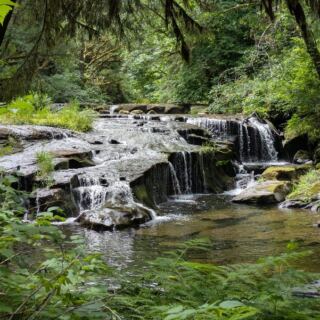 This Oregon Forest Trail Delivers the Kind of Quiet That’s Getting Harder to Find Anywhere in America