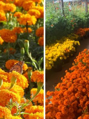 A Breathtaking Sea Of Orange Flowers Is Hiding At This 60-Acre Texas Farm