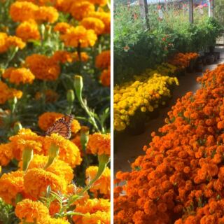 A Breathtaking Sea Of Orange Flowers Is Hiding At This 60-Acre Texas Farm