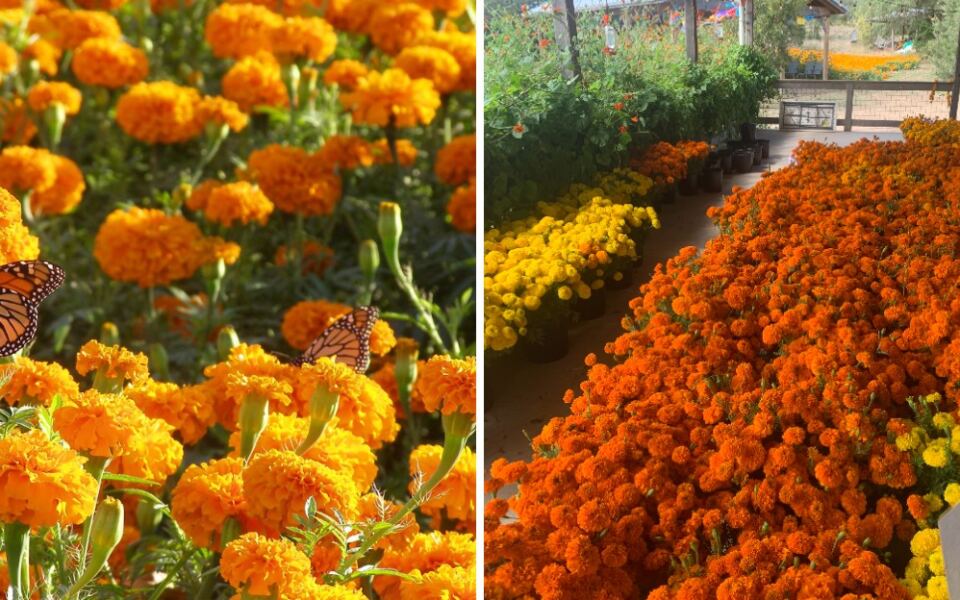 A Breathtaking Sea Of Orange Flowers Is Hiding At This 60-Acre Texas Farm