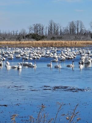Thousands Of Tundra Swans Settle Into This Quiet North Carolina Refuge Every Winter Sunset