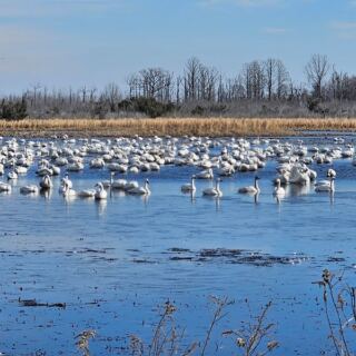 Thousands Of Tundra Swans Settle Into This Quiet North Carolina Refuge Every Winter Sunset