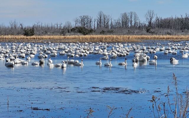 Thousands Of Tundra Swans Settle Into This Quiet North Carolina Refuge Every Winter Sunset