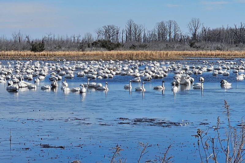 Thousands Of Tundra Swans Settle Into This Quiet North Carolina Refuge Every Winter Sunset