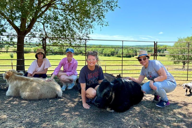 On A Breezy Hilltop Near Kellyville, This Oklahoma Farm Lets You Comb Your Fingers Through Shaggy Highland Cows
