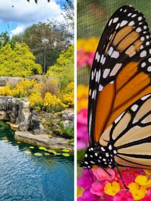 This Arkansas Garden Lights Up With Thousands Of Fireflies And Turns A Warm Evening Into A Glowing Wonderland