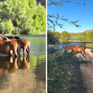 Wild Horses Splash Through The River At This Arizona Spot Just Outside Phoenix That Drivers Ignore