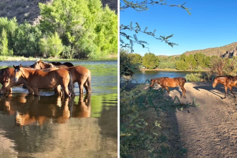 Wild Horses Splash Through The River At This Arizona Spot Just Outside Phoenix That Drivers Ignore