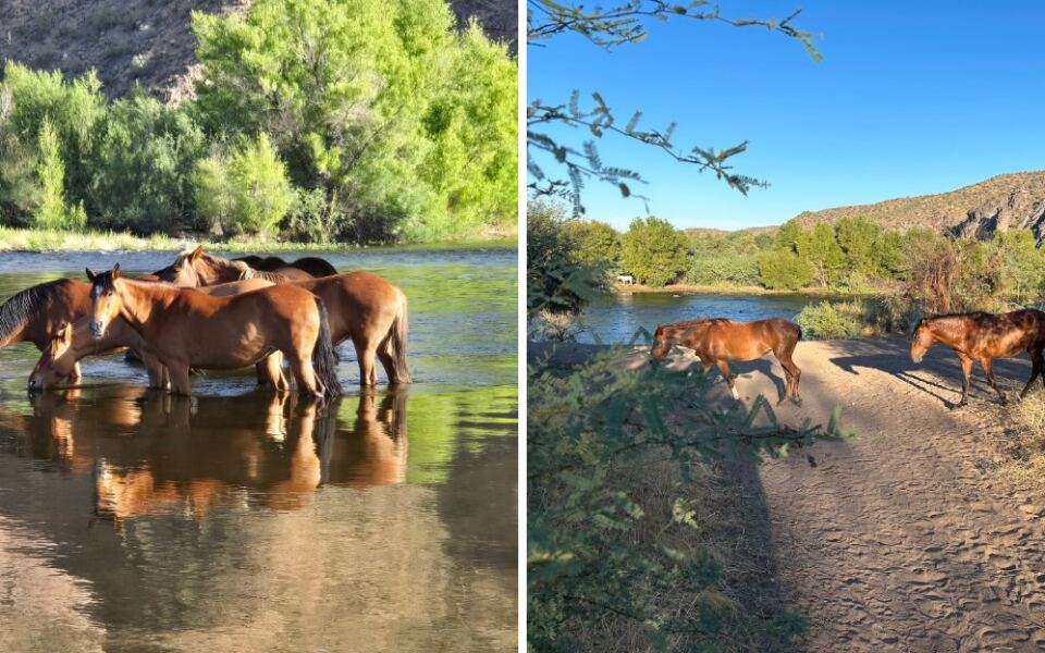 Wild Horses Splash Through The River At This Arizona Spot Just Outside Phoenix That Drivers Ignore