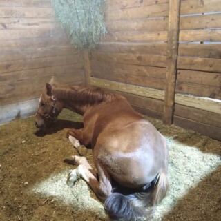 This North Carolina Horse Farm Teaches Total Beginners To Groom And Saddle Before They Ride