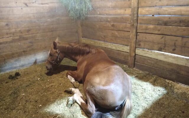 This North Carolina Horse Farm Teaches Total Beginners To Groom And Saddle Before They Ride