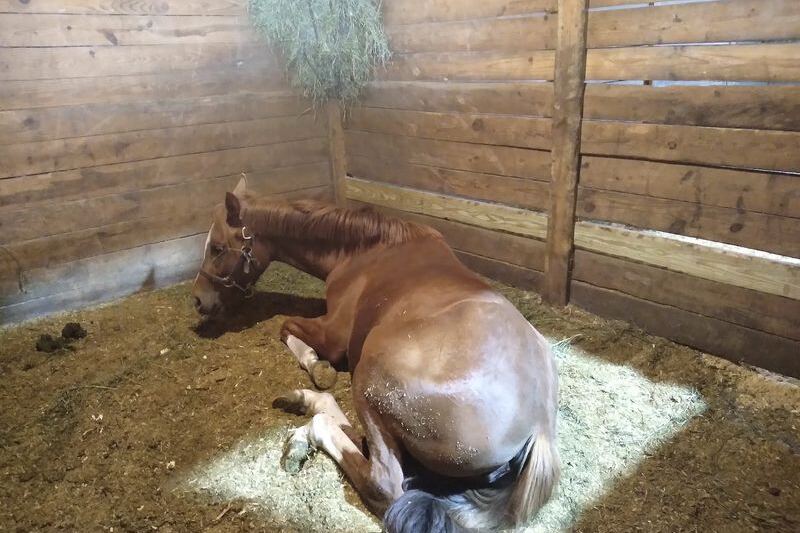 This North Carolina Horse Farm Teaches Total Beginners To Groom And Saddle Before They Ride