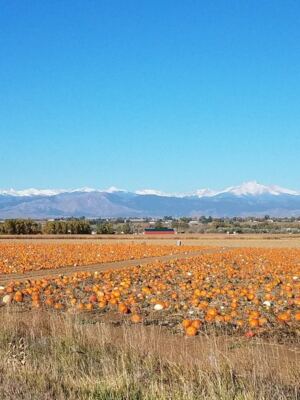Colorado’s Old Pumpkin Farm Near Longmont Fills Its Fields With Gourds, Hayrides, And A Corn Maze