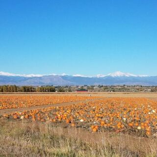 Colorado’s Old Pumpkin Farm Near Longmont Fills Its Fields With Gourds, Hayrides, And A Corn Maze