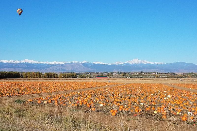 Colorado’s Old Pumpkin Farm Near Longmont Fills Its Fields With Gourds, Hayrides, And A Corn Maze