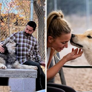 The Arizona Sanctuary Where Rescued Wolves Answer Back When You Start A Howl