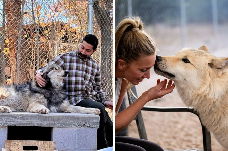 The Arizona Sanctuary Where Rescued Wolves Answer Back When You Start A Howl