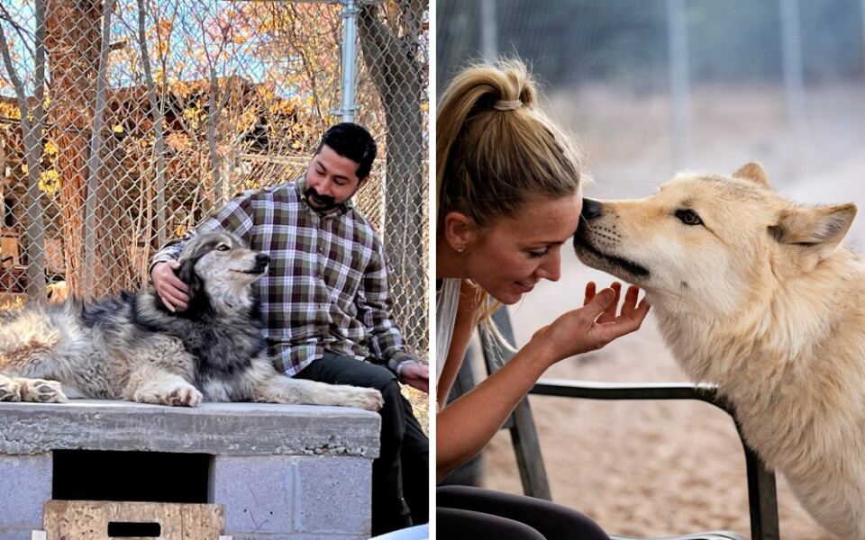The Arizona Sanctuary Where Rescued Wolves Answer Back When You Start A Howl