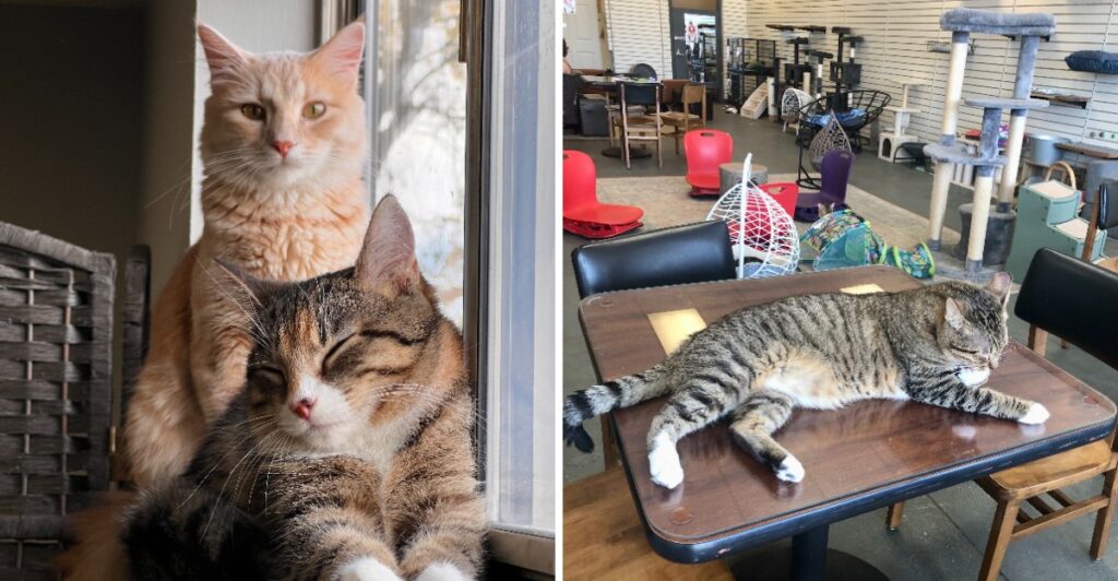 5 Arkansas Pet-Friendly Cafes And Animal Hangouts Where You Can Hang Out With Adoptable Animals
