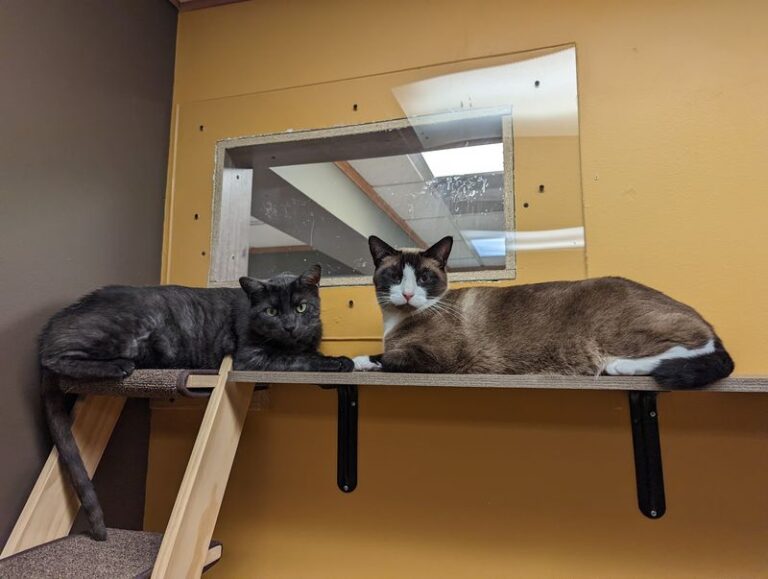 At This Illinois Rescue, Cats Find Sunny Corners Instead Of Cages While Awaiting Adoption