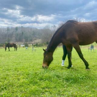 This North Carolina Farm Gives You 90 Minutes To Simply Brush And Hang Out With Horses