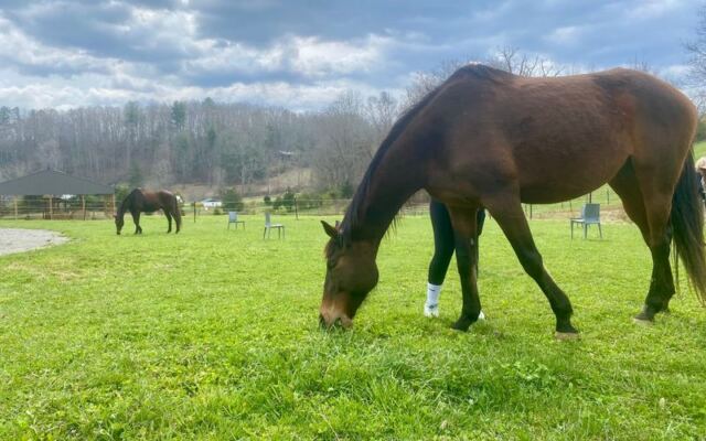 This North Carolina Farm Gives You 90 Minutes To Simply Brush And Hang Out With Horses