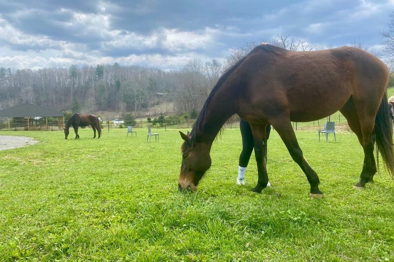 This North Carolina Farm Gives You 90 Minutes To Simply Brush And Hang Out With Horses