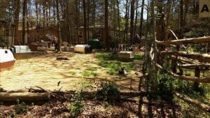 This 16-Acre North Carolina Cat Sanctuary Lets Hundreds Of Rescued Cats Roam Cage-Free
