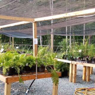 This Pittsboro Nursery Sells Only Native North Carolina Plants, And Beginners Love It