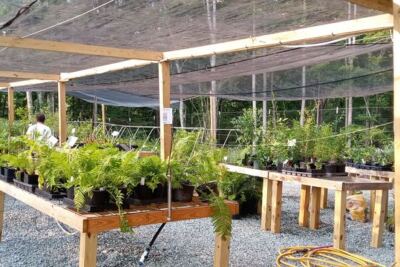 This Pittsboro Nursery Sells Only Native North Carolina Plants, And Beginners Love It