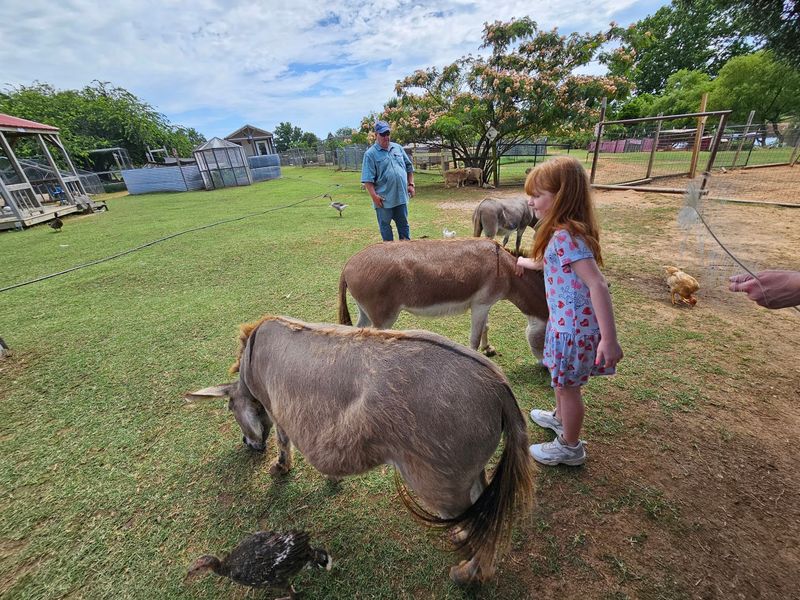 Down A Quiet Oklahoma Back Road, This Sanctuary Lets You Pet Rescued Wolves, Foxes And Bobcats