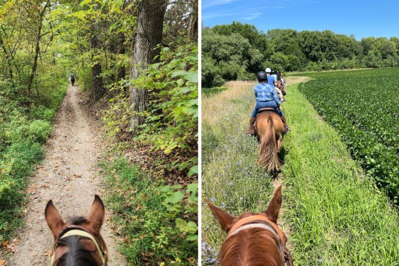 9 Illinois Stables Where Beginners Can Ride Gentle Horses Through Forests