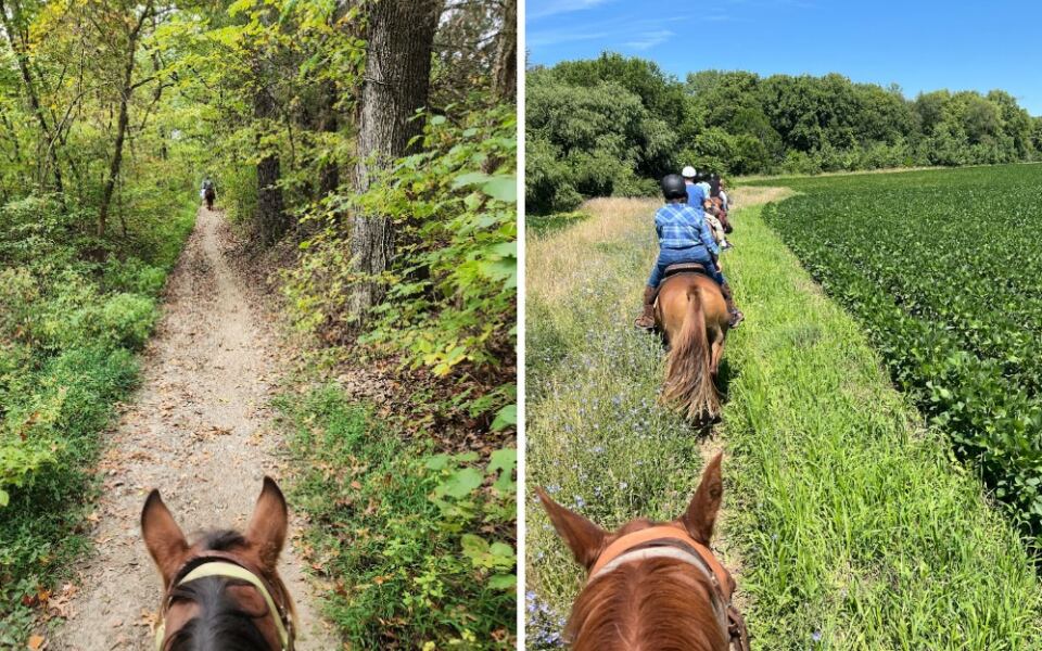 9 Illinois Stables Where Beginners Can Ride Gentle Horses Through Forests