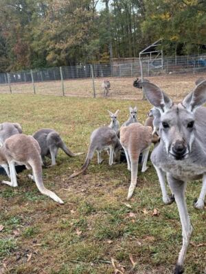 This North Carolina Animal Sanctuary Lets You Carve Pumpkins Alongside Hungry Capybaras