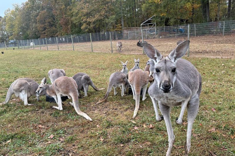 This North Carolina Animal Sanctuary Lets You Carve Pumpkins Alongside Hungry Capybaras